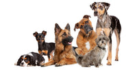 Kennel Club Medium Dog Leashes, Assorted ( M )